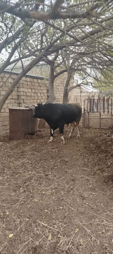 Inəklər, öküzlər: Məhsul: Qara rəngdə, qısahornlu erkək mal (öküz/buğa) Xüsusiyyətlər -da lalafo.az — 9 Inəklər, öküzlər: Məhsul: Qara rəngdə, qısahornlu erkək mal (öküz/buğa) Xüsusiyyətlər — 9