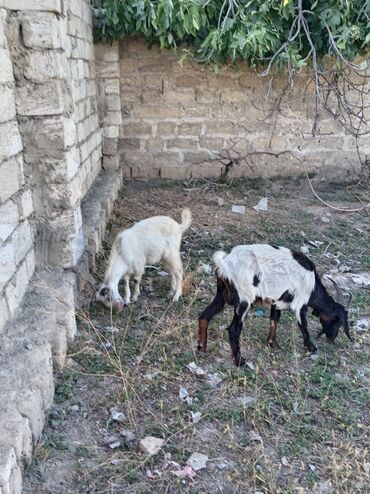 Keçi, çəpiş: Dişi, Hələb, il: 1, 50 kq, Damazlıq, Südlük, Ətlik, Ödənişli çatdırılma