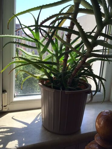 Bitkilər: Aloe Vera Temiz Halda dekorativ mualicevi bitki