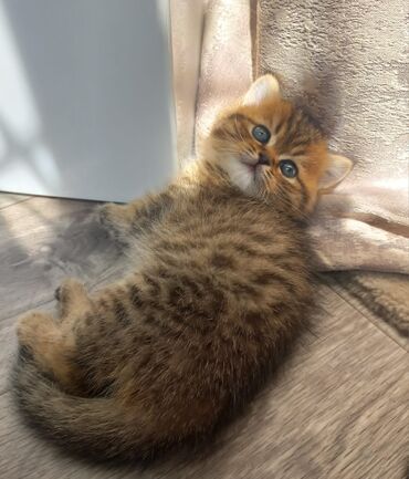 коты сфинксы: Шотландский мальчик золотой табби,возраст 1,5 месяца,проглистован