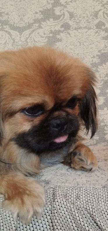 balaca it cinsləri: Pekines — 1