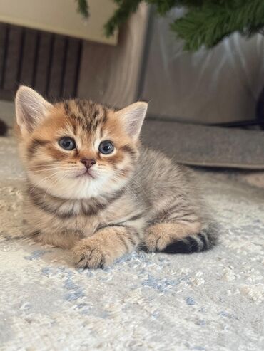 Pişiklər: Şotland yastı qulaq — 20