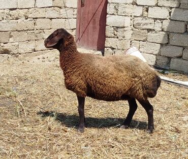 Рыбы: Самка, Qala, лет: 3, 70 кг, Для разведения, Самовывоз