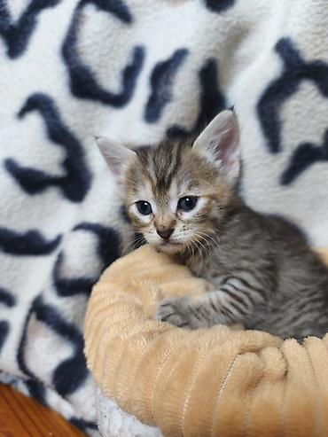 jersey cinsi: Уникальные котята: дети знатной Сфинкс и гордого уличного кавалера! ❤️ — 7