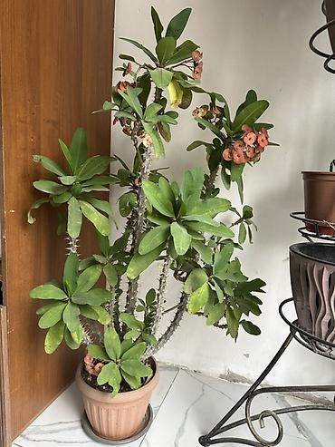 Молочаи: Молочай Милла (Euphorbia milii), крупный горшечный куст. - Высота — 2