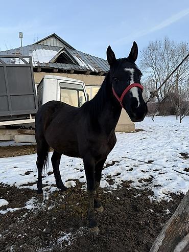 Лошади, кони: Продаю | Жеребец, Жеребенок | Рабочий — 14