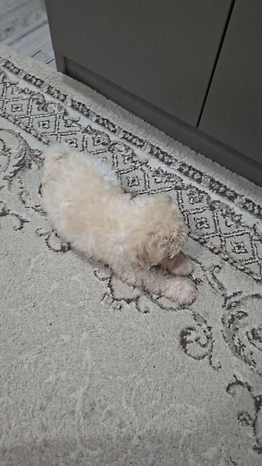 İtlər: Pudel, Dişi — 5