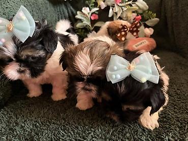 Psi: Prelepi Shih Tzu štenci iz registrovane FCI/KSS odgajivačnice „Moon — 9