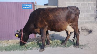 индюки кара балта: Продаю | Корова (самка) | Алатауская | Для молока | Стельные