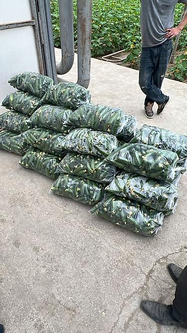üzüm yarpağı: Məhsul: İstixana kornişon xiyarları Semkir xiyari di bubdeq var kisesi — 2