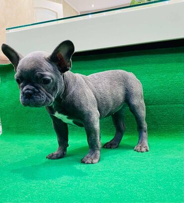 Psi: Zensko stene francuskog buldoga egzotične plave boje bez tigrine — 8