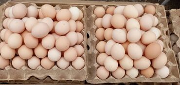 перепелийные яйца: Здравствуйте яйцо местное сокулукские прямая поставка с фабрики