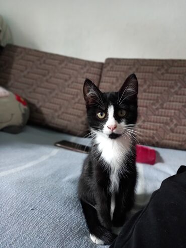 купить домик для кошки недорого: Кошка даром: Беспородная, 3 месяца, Девочка, Приучена к лотку, Проглистована