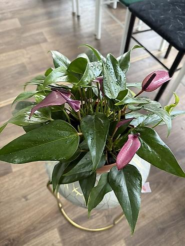 Антуриумы: Антуриум (Anthurium) в горшке - Компактный куст с плотными глянцевыми — 1