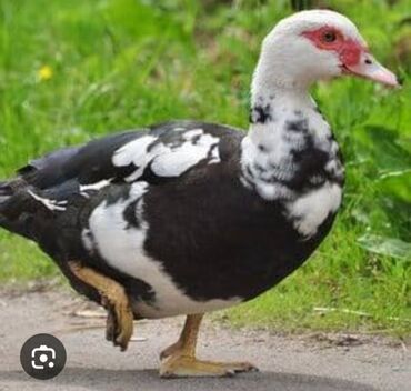 Ördəklər: 30 ədəd 2 aylıq Lal ördək balaları. 9 ədəd böyük Lal ördək. 2 ədəd — 1