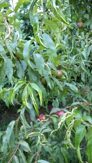 Torpaq sahələrinin satışı: 90 sot, Mülkiyyətçi, Kupça (Çıxarış) — 5