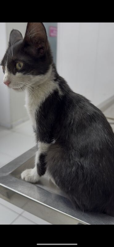 сколько стоит американская короткошёрстная кошка: Котёнок, чёрно-белый, короткошёрстный, с розовым носиком и белыми