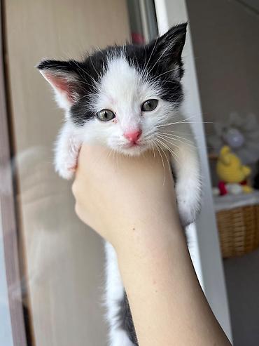 Срочно ищу дом котенку, мальчик, примерно 1 месяц: • ласковый