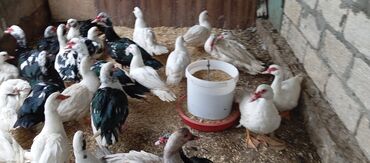 Ördəklər: Təcili satılır.Real alıcılar əlaqə saxlaya bilər — 17