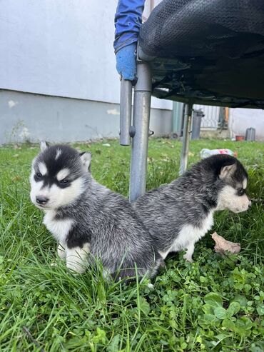 Psi: Sibirsky haski štenci - Leglo prelepih štenaca sibirskog haskija na lalafo.rs — 10 Psi: Sibirsky haski štenci - Leglo prelepih štenaca sibirskog haskija — 10