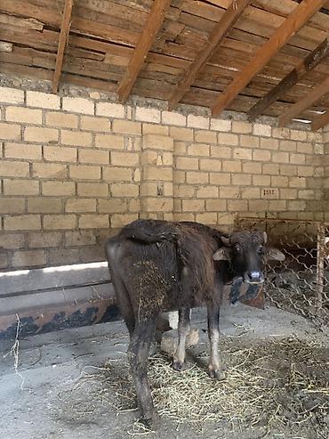 Mal-qaranın növü: camış balası (dana) Təsvir: - Qara rəngli, qısa