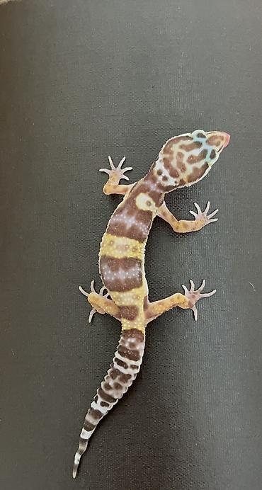 taxta qurdu: Bearded dragon ( aqama ) ve gecko ( eublefar ) kertenkele balalari — 5