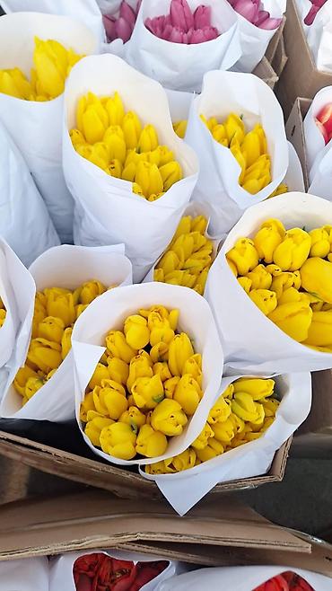 Тюльпан: Тюльпаны оптом и в розницу !!! Можно букет заказать цены самые — 10