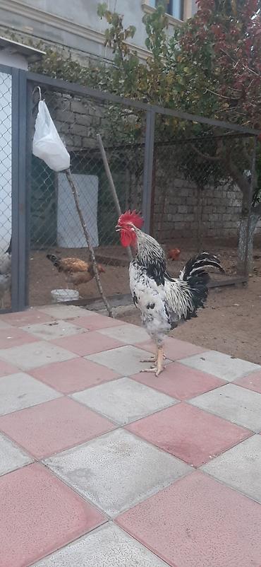 Satılır xoruz. İri bədən quruluşlu, dik duruşlu və parlaq tüklü lalafo.az -da Satılır xoruz. İri bədən quruluşlu, dik duruşlu və parlaq tüklü