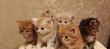 Животные: Şinşila long hair cinsli balalar brona hazir cox mehribandilar — 3