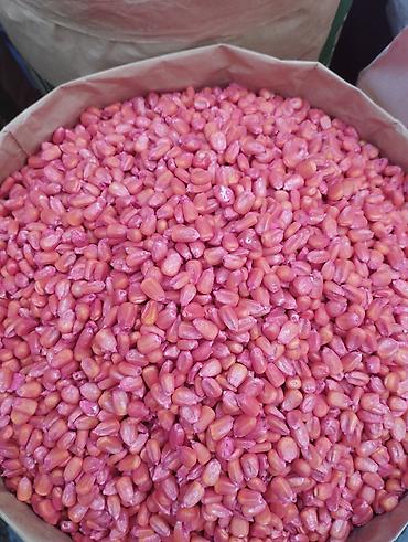 Кукуруза: ЭЛИТА жугору урондор местный Ала Тоо, Манас, Чуй 62 ж.б. гибрид жугору — 14