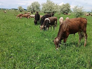 Коровы, быки: Продаю | Бык (самец) | На откорм — 7