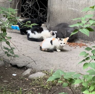 Коты: Отдадим маленьких котят в добрые руки! Два котенка( черно-белый и 3-х