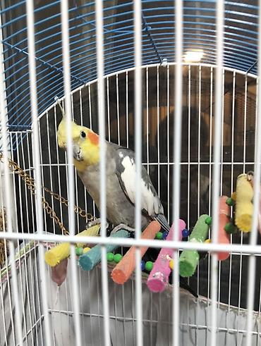 taxta qəfəs: Nimfa (cockatiel) cütü və tam avadanlıqlı qəfəs dəsti - Növlər: Nimfa — 1