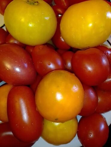 Semena i sadnice: Seme paradajza! Crveni jabučar Žuti jabučar Narandžasti jabučar — 19
