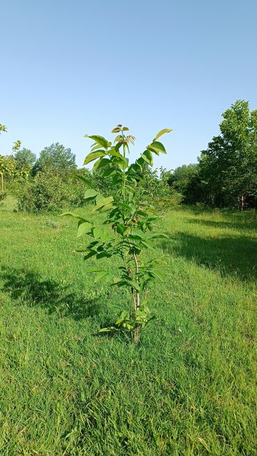 dekarativ ağaclar: 🌳 Yerli Qoz Ağacları Satılır – 1000-ə Yaxın Mövcuddur 🌳 12 AZN ✅