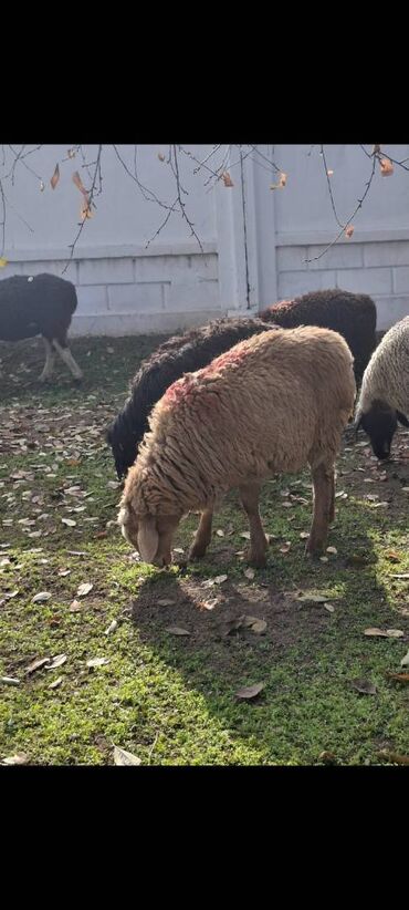 Бараны, овцы: Продаю | Овца (самка) — 10