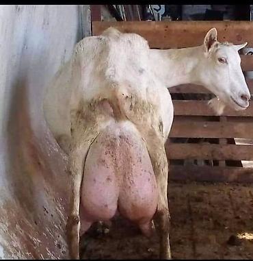 Keçilər, çəpişlər: Südlük keçilər – sağlam, məhsuldar sürü Salam şəkillərdə görünən — 4