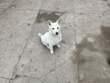 Продажа собак: Лайка, 3 месяца, Самец — 2