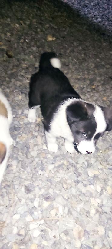 Продажа собак: Отдам даром щенки бардер колли 1 Мес мальчики адрес город Ош село — 8