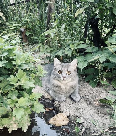 котеное: Отдам В добрые руки котенок, порода шотландская, мальчик 8 мес. Очень