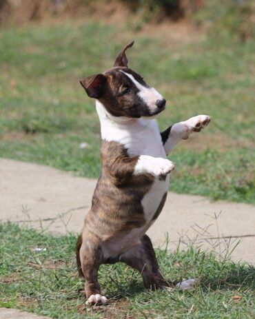 Psi: Na prodaju prelepi štenci mini bul terijera, stari 2 meseca. Štenci su na lalafo.rs — 11 Psi: Na prodaju prelepi štenci mini bul terijera, stari 2 meseca. Štenci su — 11