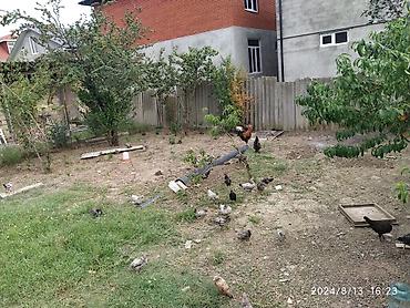 Torpaq sahələrinin satışı: 3 sot, Biznes üçün, Mülkiyyətçi, Bələdiyyə -da lalafo.az — 3 Torpaq sahələrinin satışı: 3 sot, Biznes üçün, Mülkiyyətçi, Bələdiyyə — 3