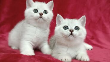 продаю котят: Продается Шотландские котята Серебристая шиншилла ! Мальчишка и