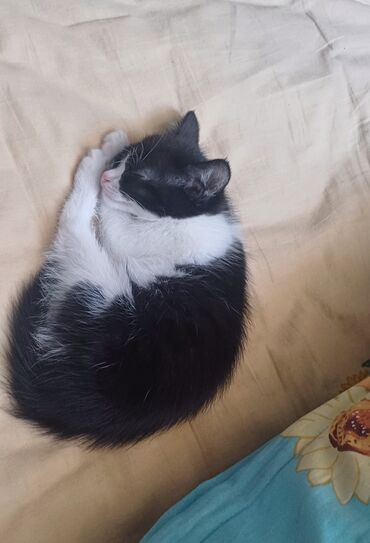 возьму котёнка: 2 месяца, Девочка, Приучена к лотку, Проглистована, С прививками
