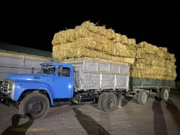 Другие животные: Кара балта Салима прошлый года