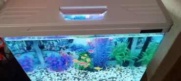 akvarium 90x40x50: Dördbucaq akvarium, Balıqlarla birlikdə, 65 l, Ödənişli çatdırılma
