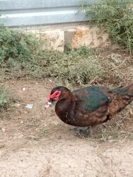 en cox sud veren inekler: Другие животные