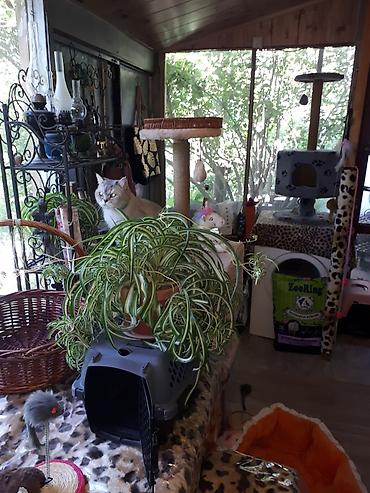 ищу котят: Кото-гостиница! Гостиница для котиков! Платная передержка кошечек — 5