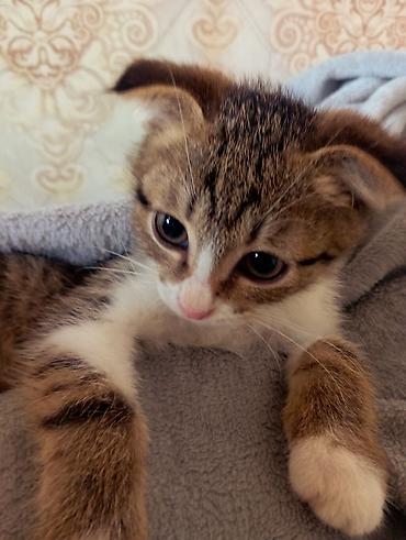 кошка мальчик: 3 месяца, Мальчик, Биколор, Метис — 1