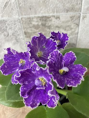 Фиалки и глоксинии: Продам! 1 Детки стандартных сортовых фиалочек. Цена за детку от 80 — 12